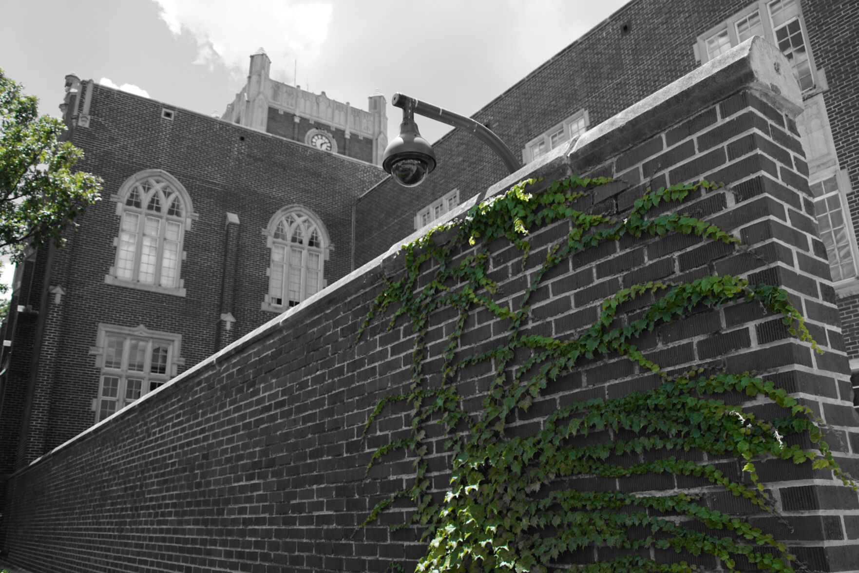 Vines
